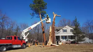 Dead Tree Removal Cost