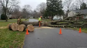 Fallen Tree Removal Cost