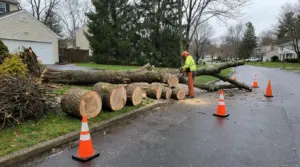 Emergency Tree Removal Cost