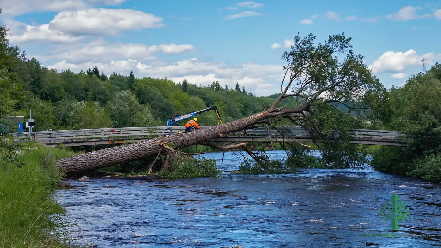 emergency tree removal lancaster pa 1