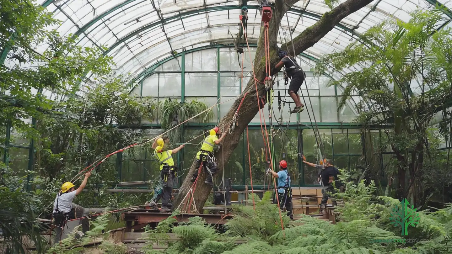 emergency tree removal madison wi 1