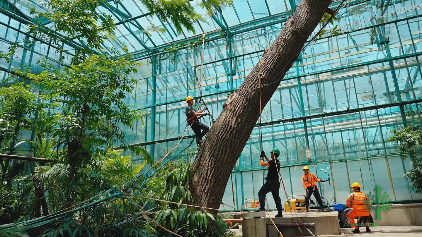 emergency tree removal new orleans la 1
