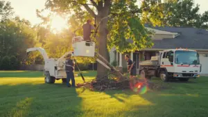 Best Trees for a Front Yard