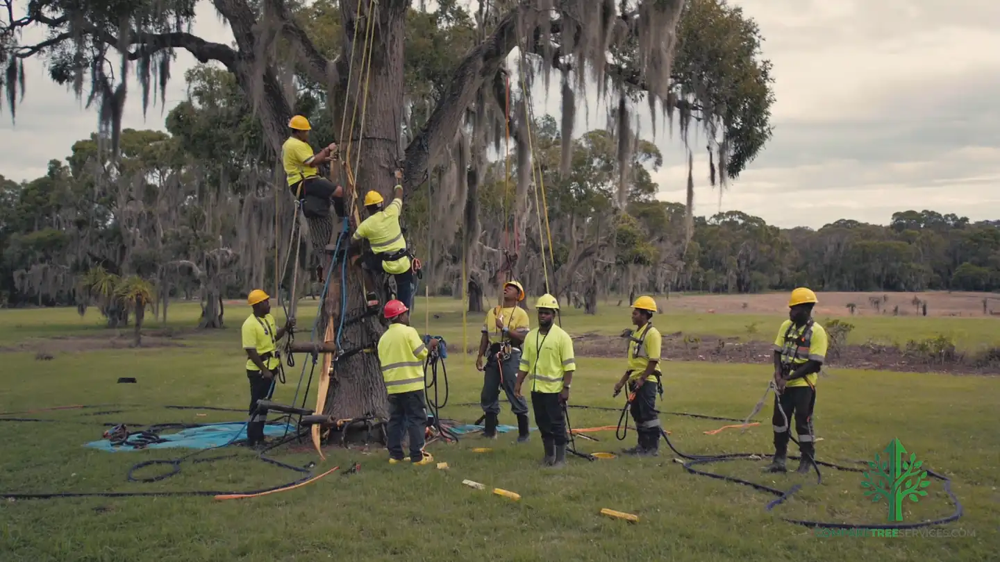 hurricane tree preparation spring hill fl 1