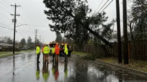 Hazardous Tree Removal
