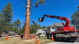 Pine Tree Removal Cost
