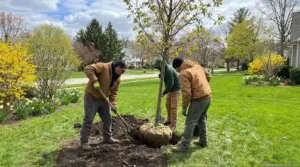 Tree Transplanting Cost in 2026: By Size and Spade 1 Tree Transplanting Cost