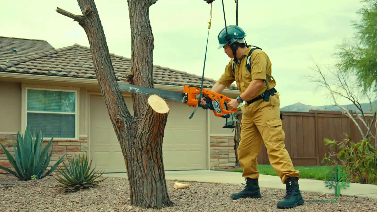 stump removal irvine ca 1