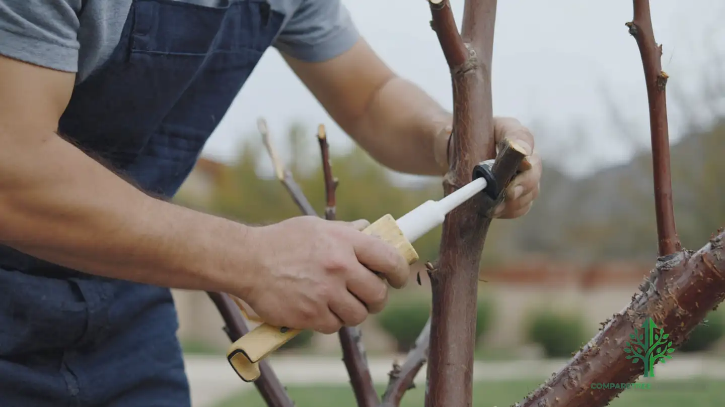 stump removal peoria il 1