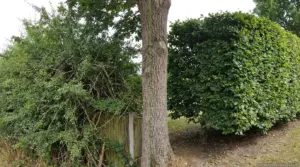 Crape Myrtle Care: Planting, Watering, Feeding, and Problems 1 Crape Myrtle Care