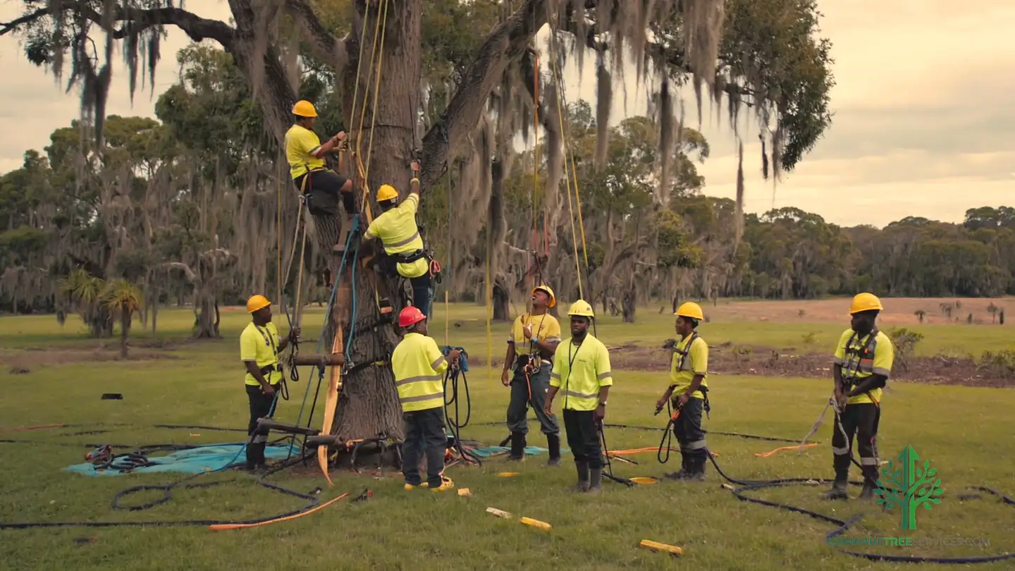 tree disease treatment frederick md