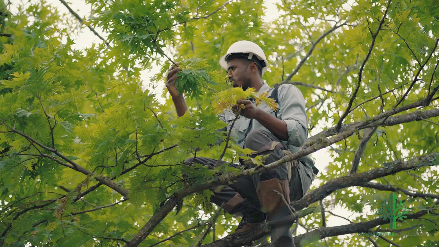 tree disease treatment roanoke va