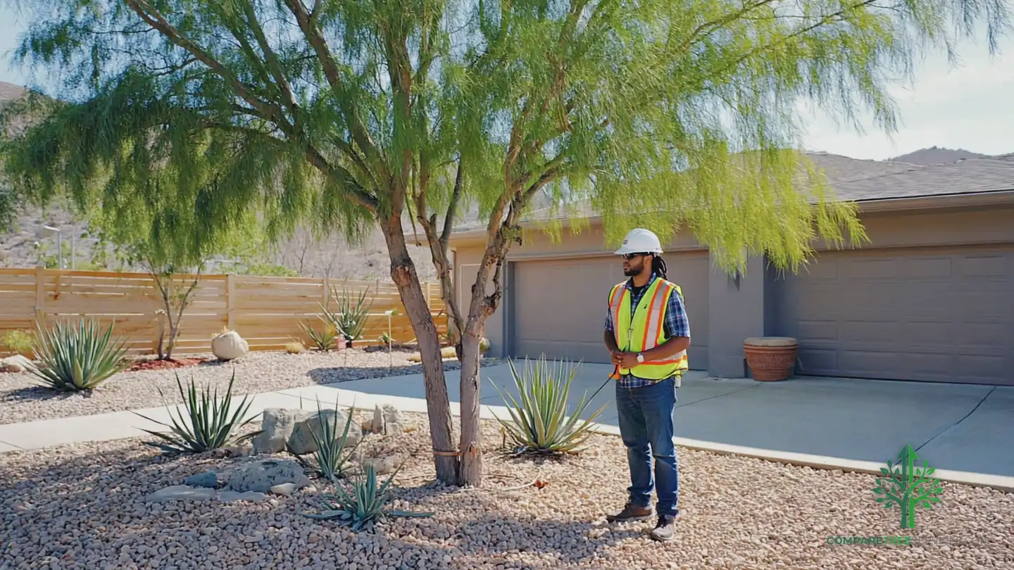 tree disease treatment roseville ca