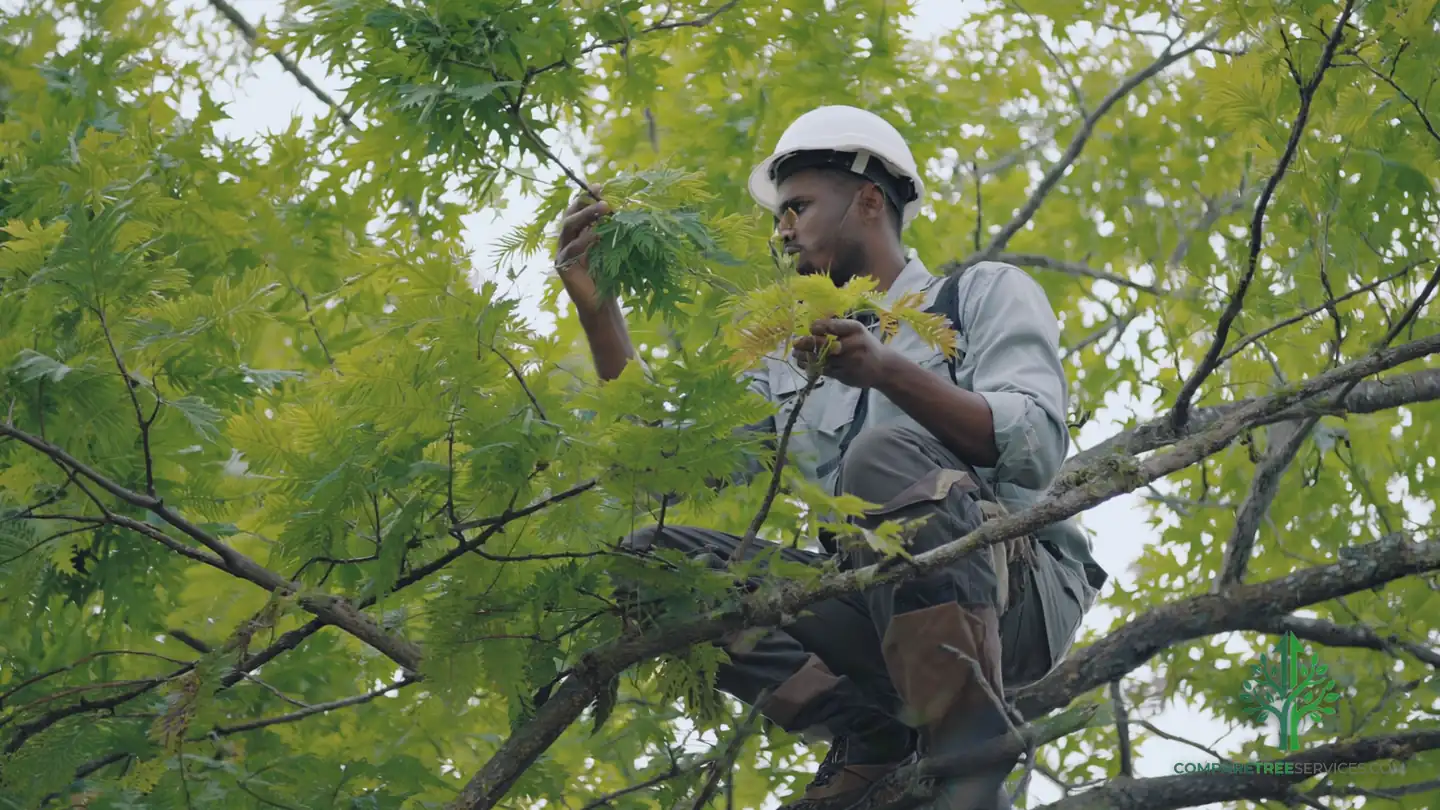 tree disease treatment seattle wa