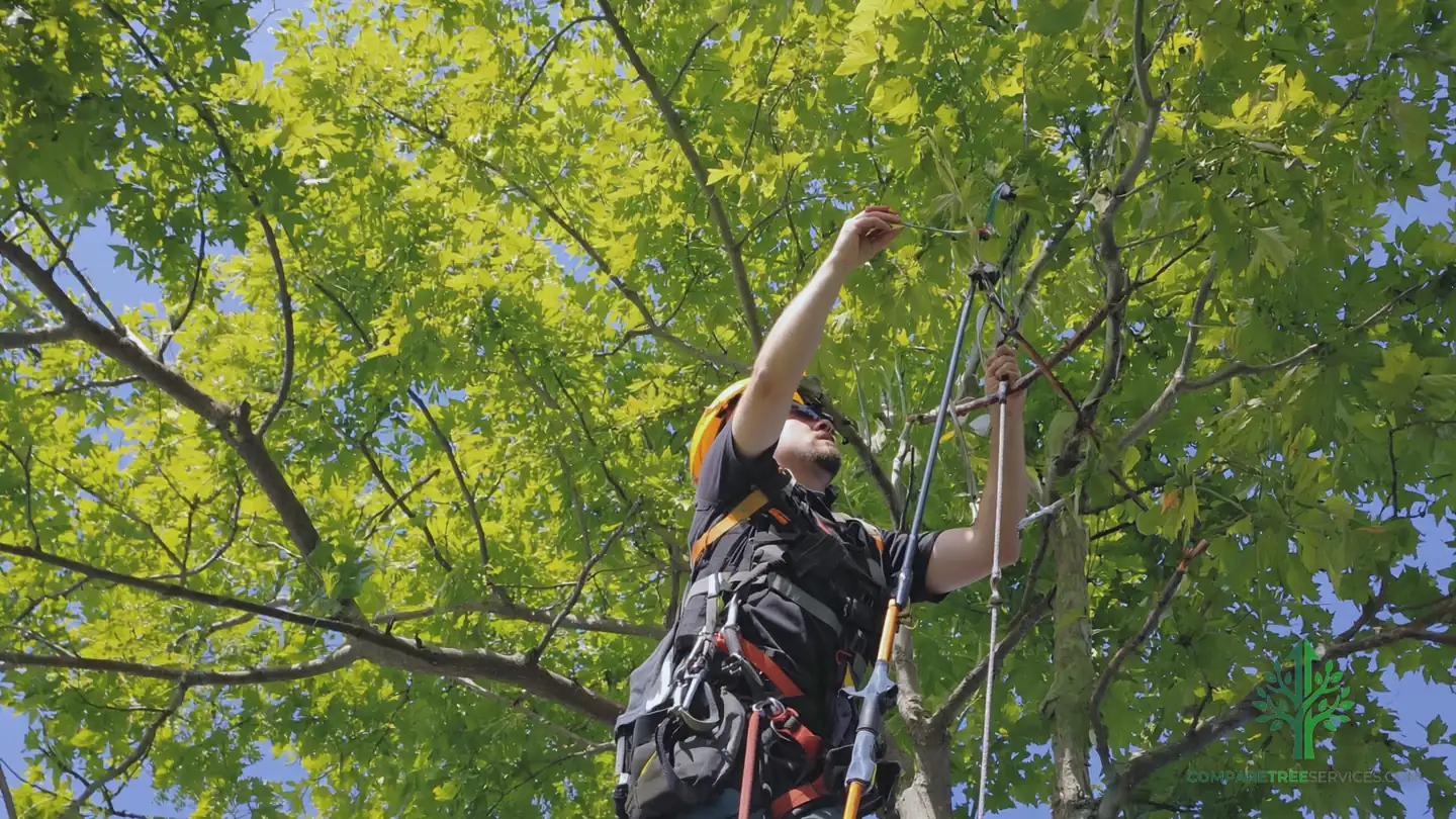 tree disease treatment vancouver wa