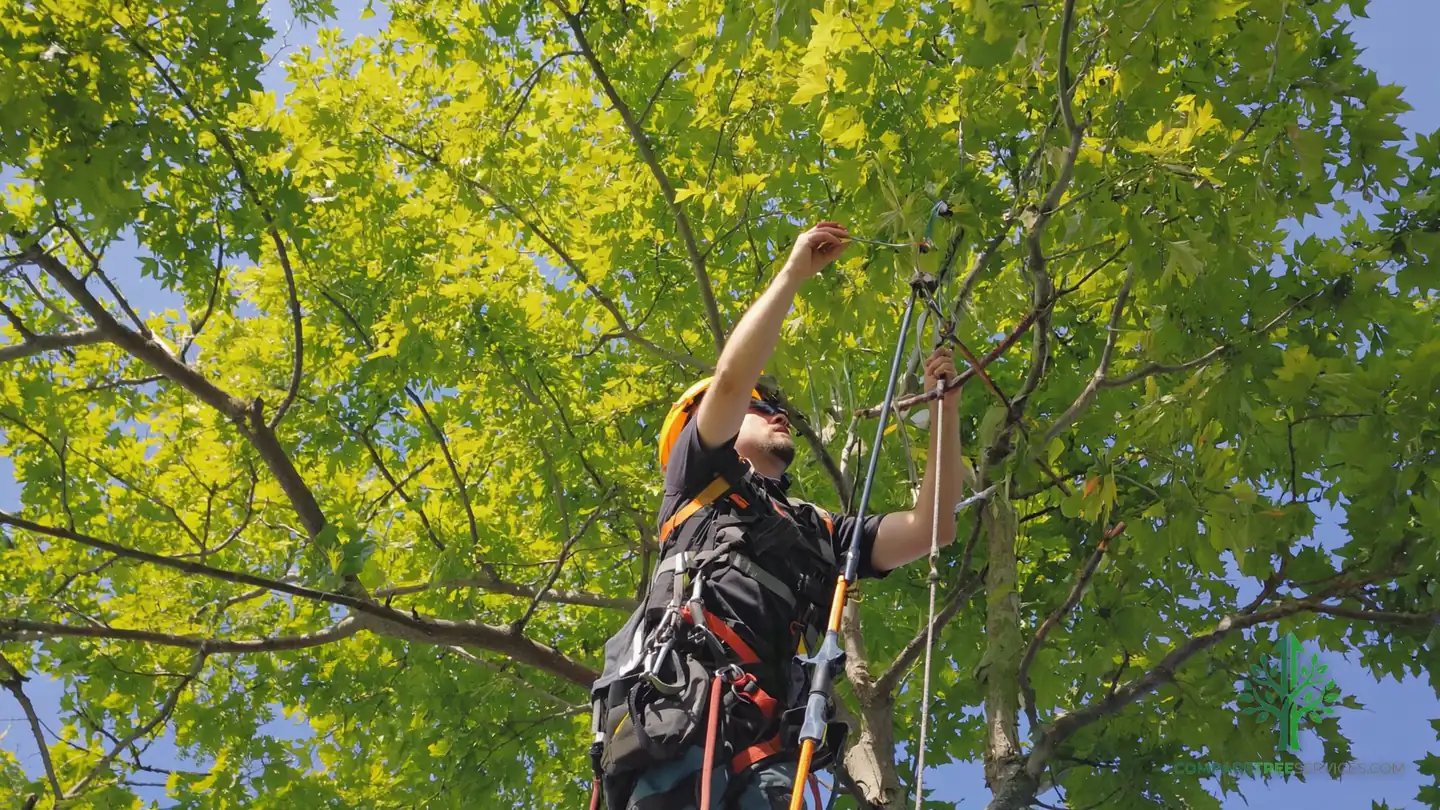 tree disease treatment westport ct