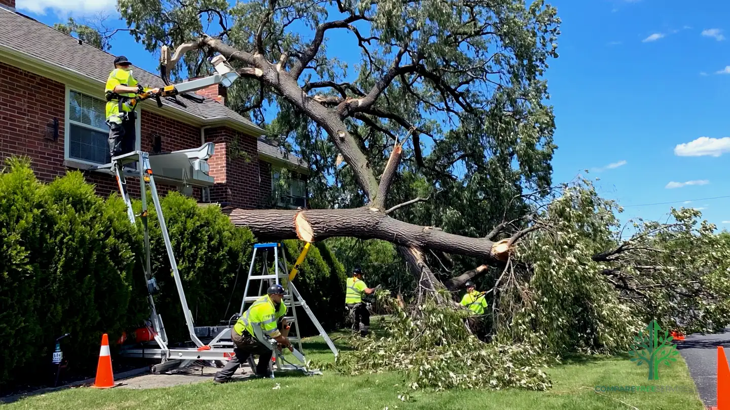 tree removal canton ga