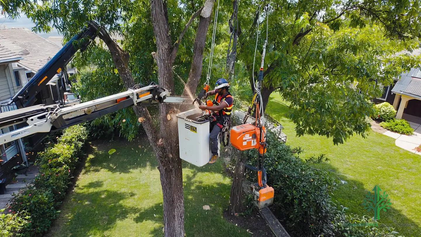 tree removal cary nc