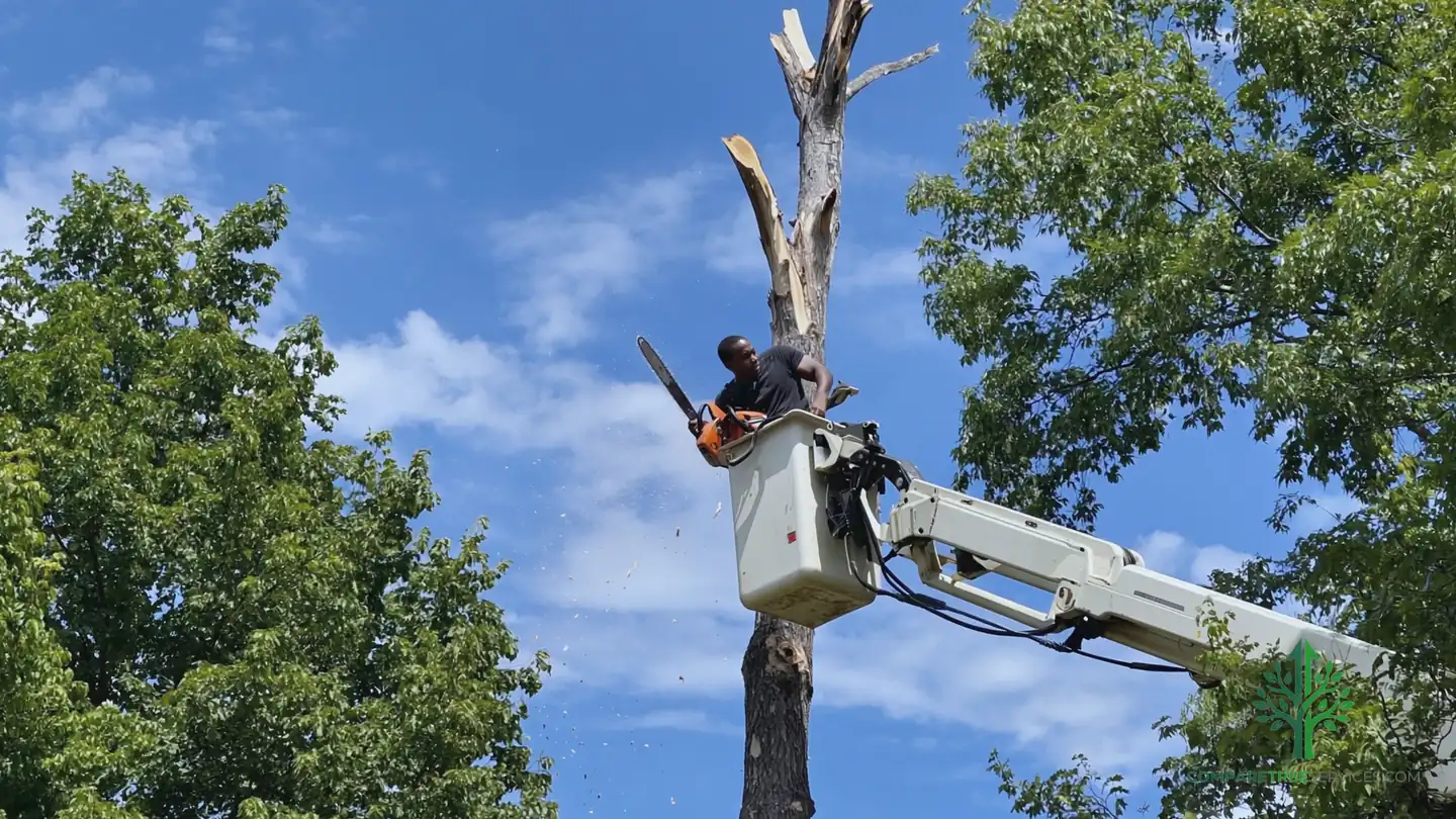 tree removal chicago il