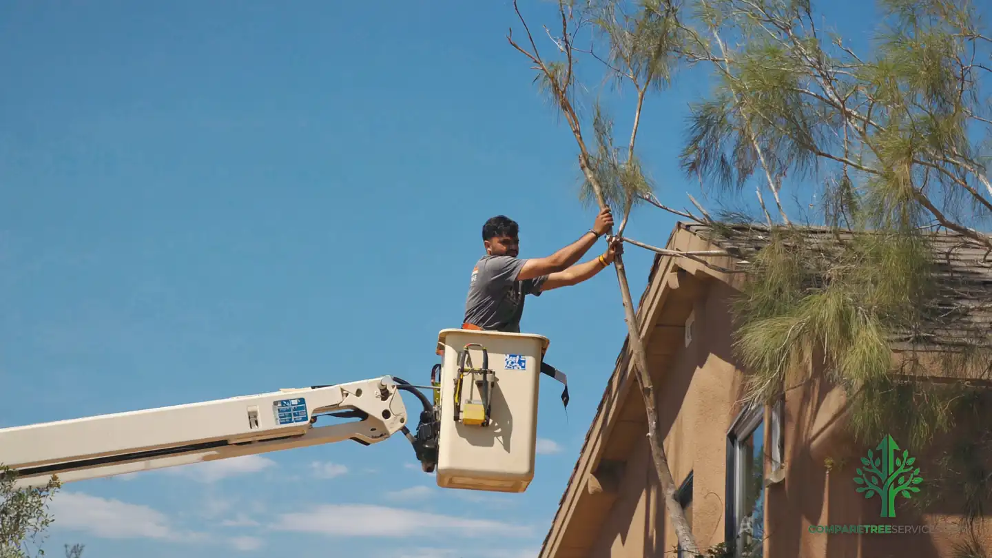 tree removal covington la