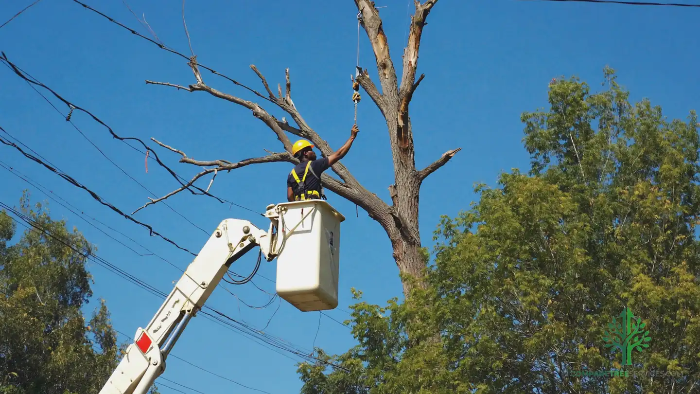 tree removal franklin tn