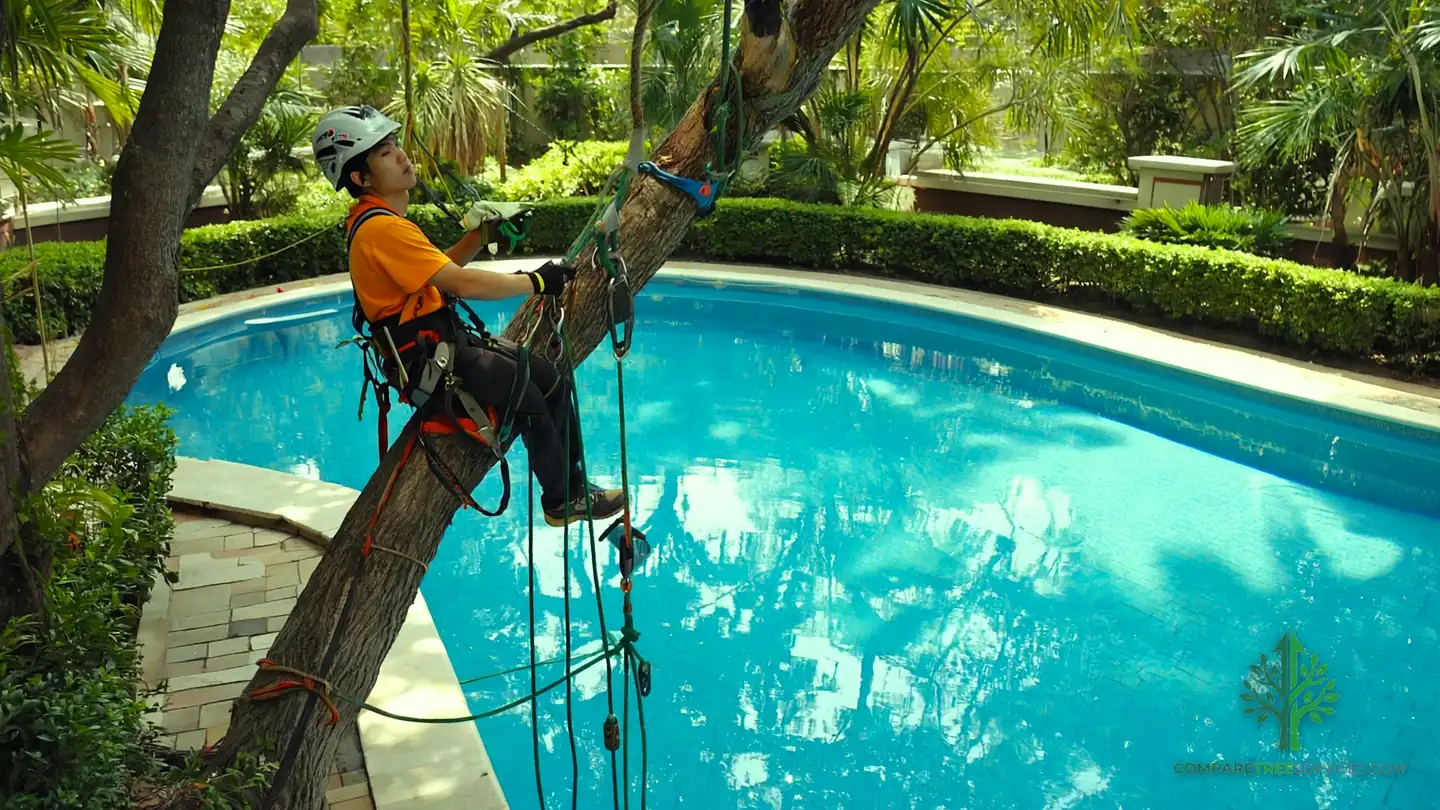 tree removal frederick md