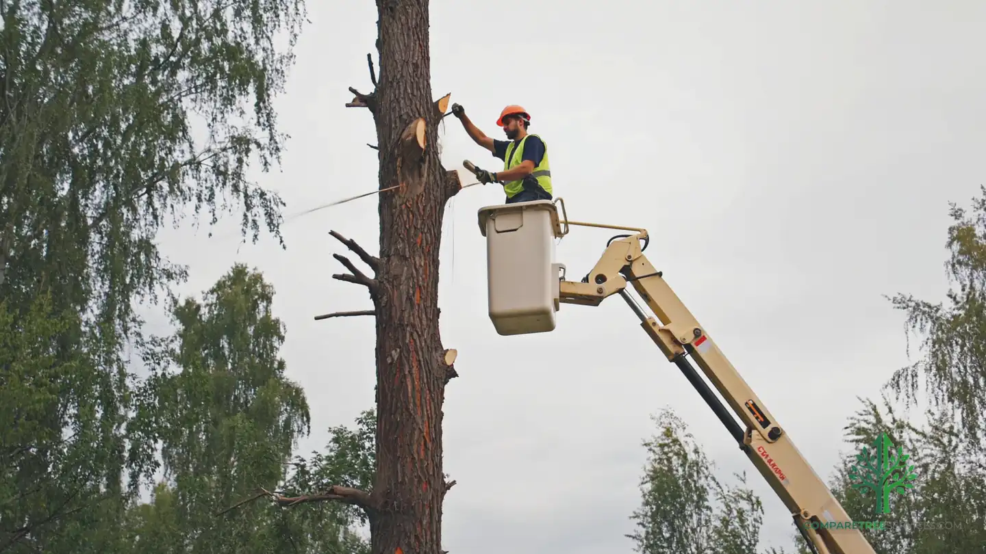 tree removal lafayette la