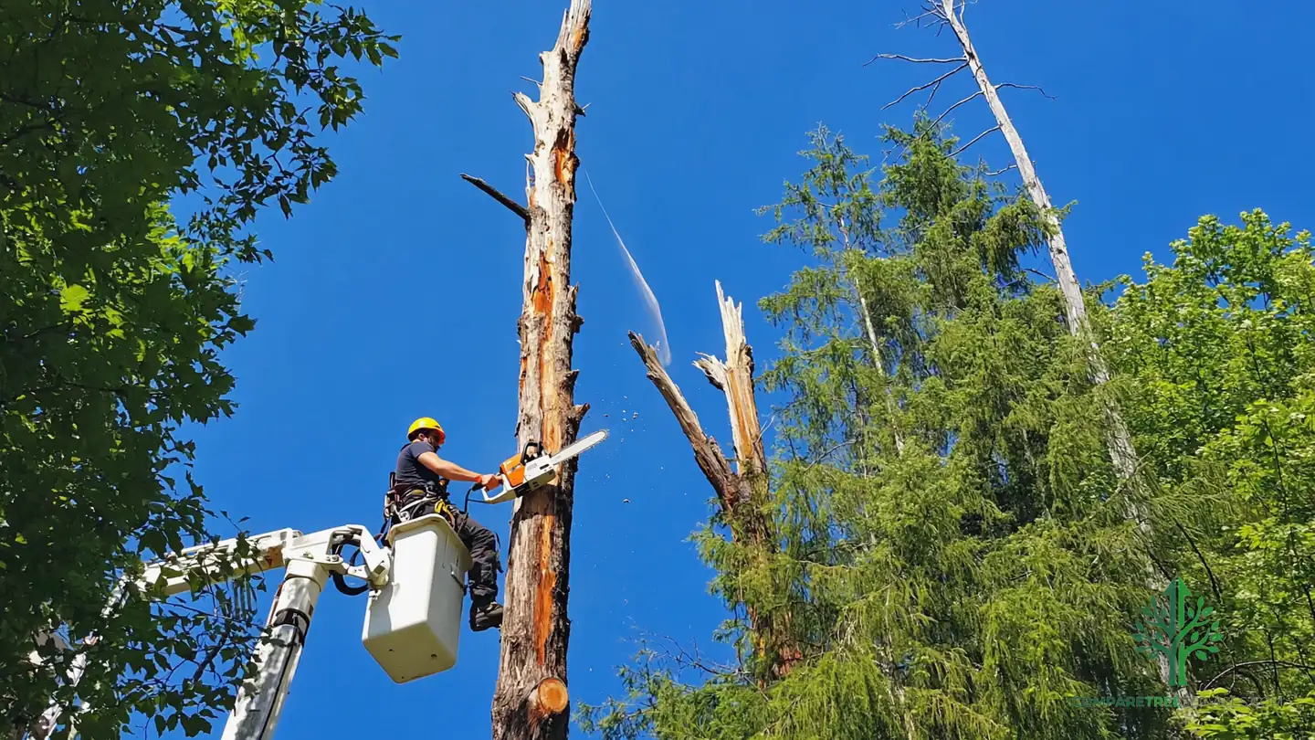 tree removal lawrenceville ga