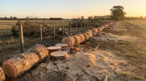 Maple Tree Removal Cost in 2026: What You'll Pay 1 Maple Tree Removal Cost