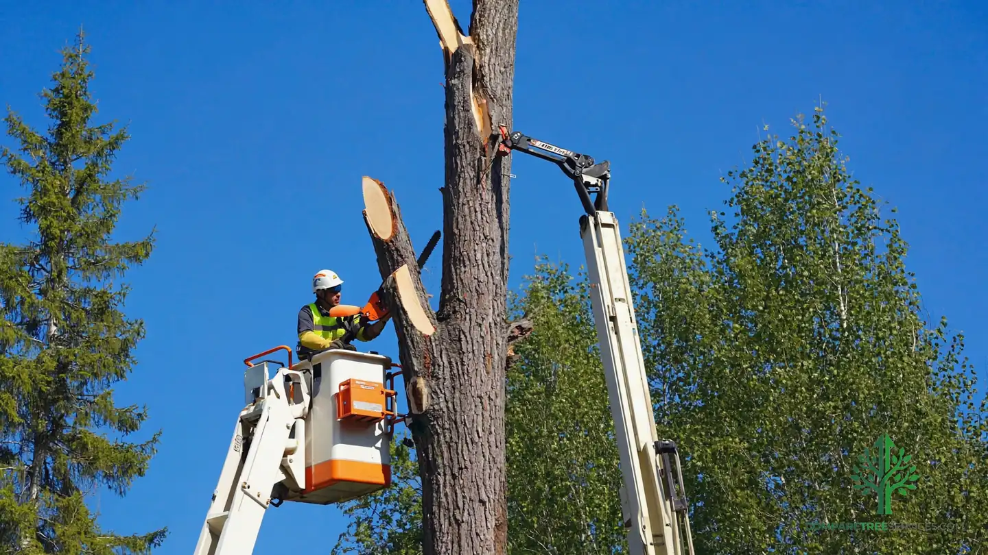 tree removal madison wi