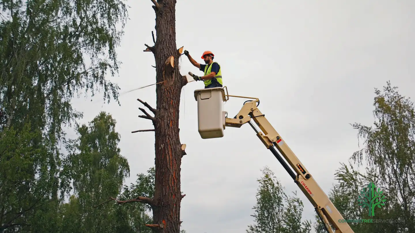 tree removal peoria il