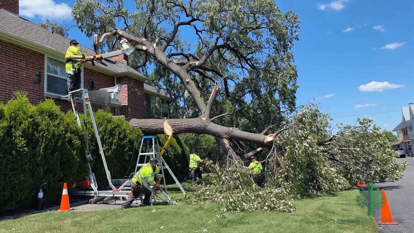 tree removal portland or