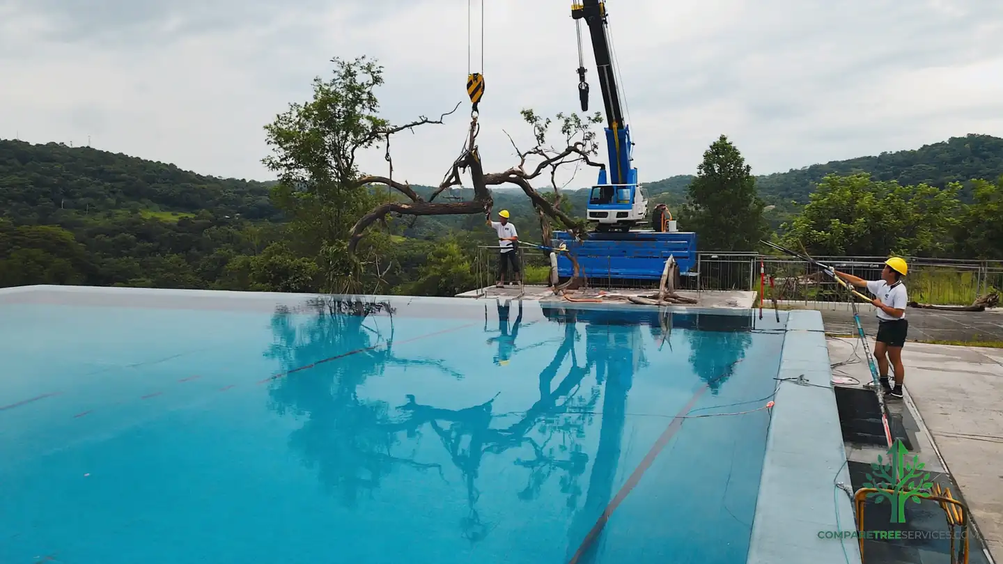 tree removal rochester ny