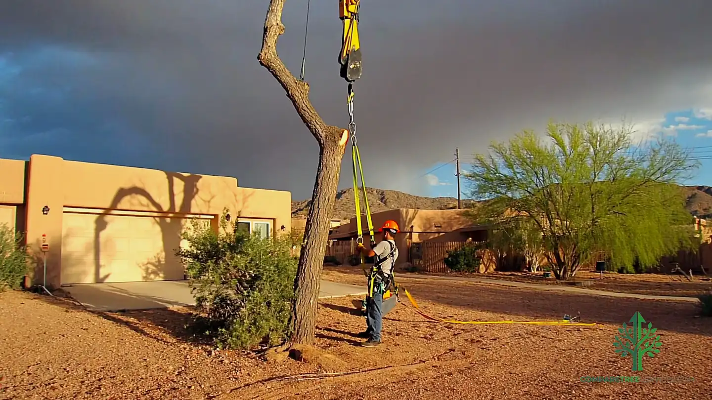 Crew felling and sectioning a large tree in Sacramento, CA