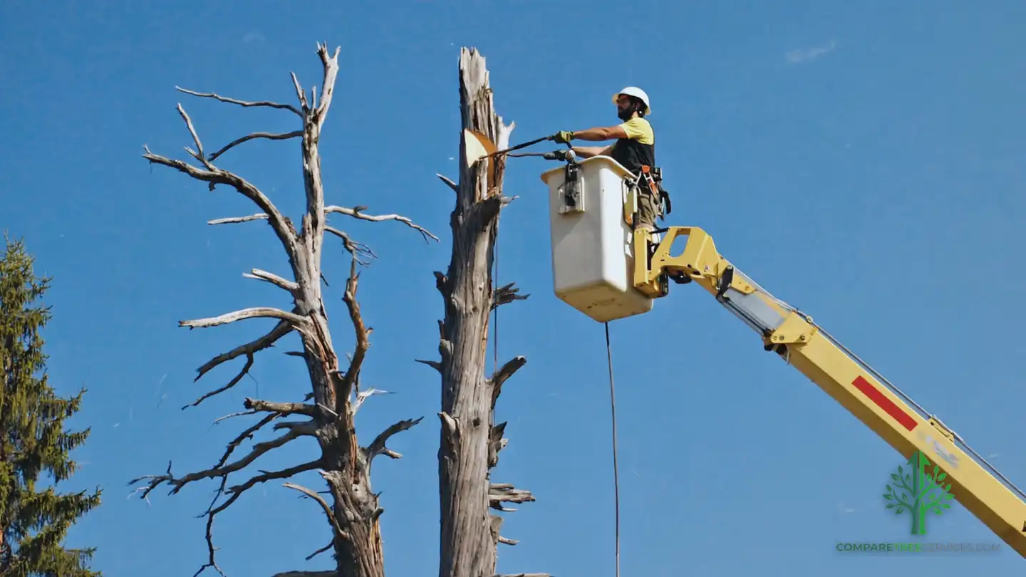 tree removal sanibel island fl
