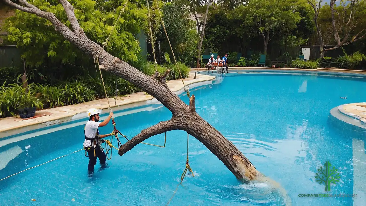 tree removal sarasota fl