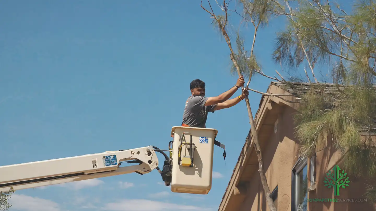 tree removal savannah ga