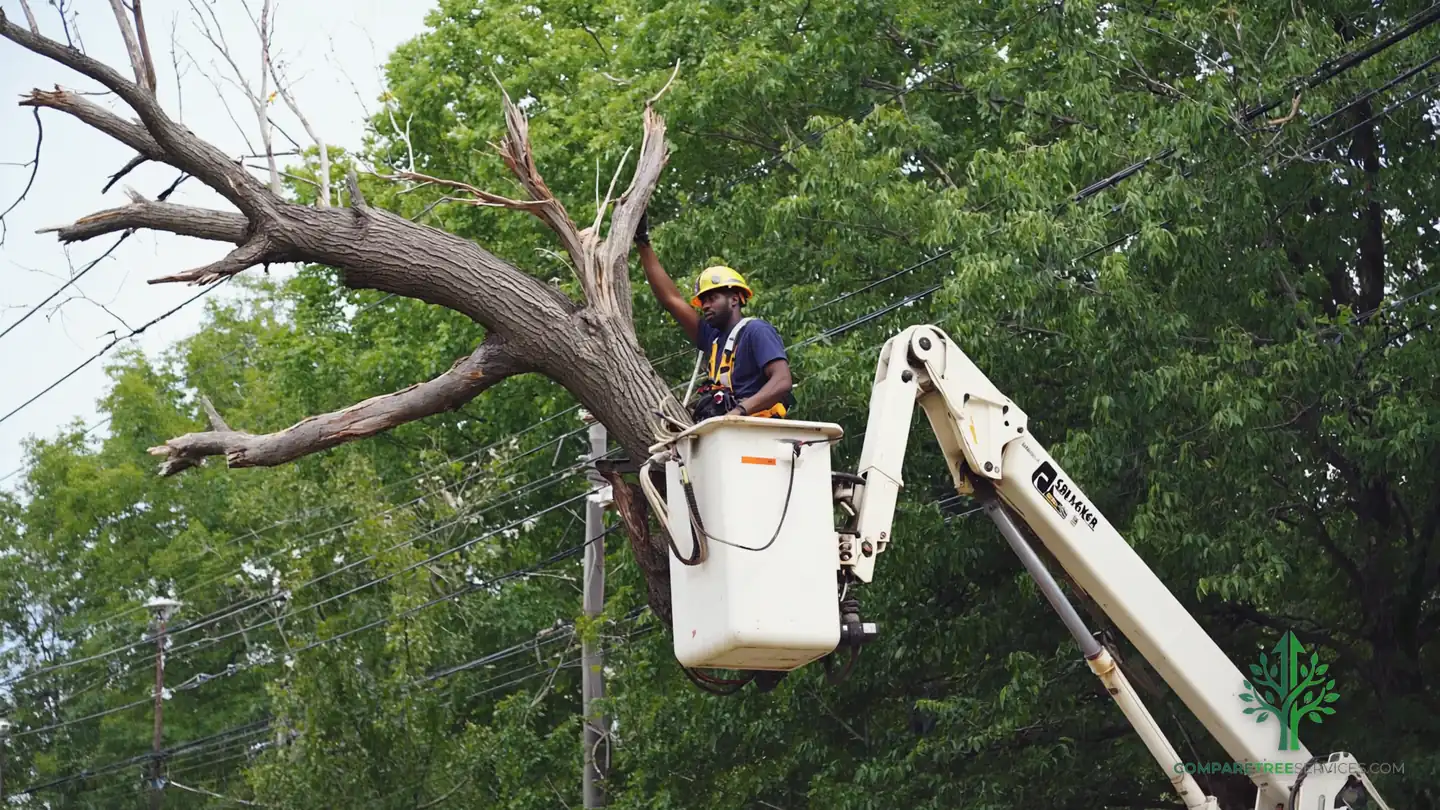 tree removal scottsdale az