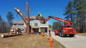Ash Tree Removal Cost
