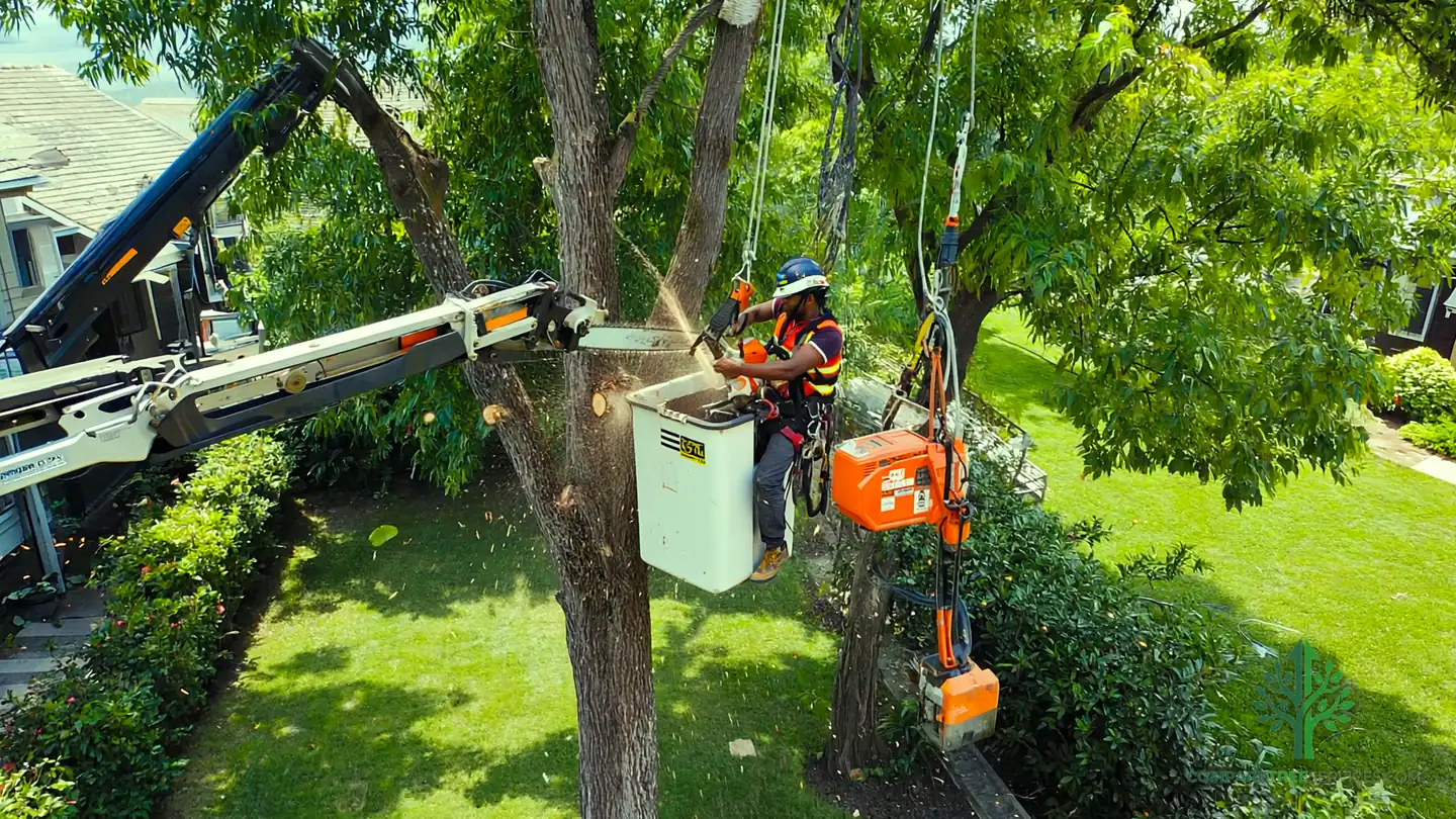 tree removal st augustine fl