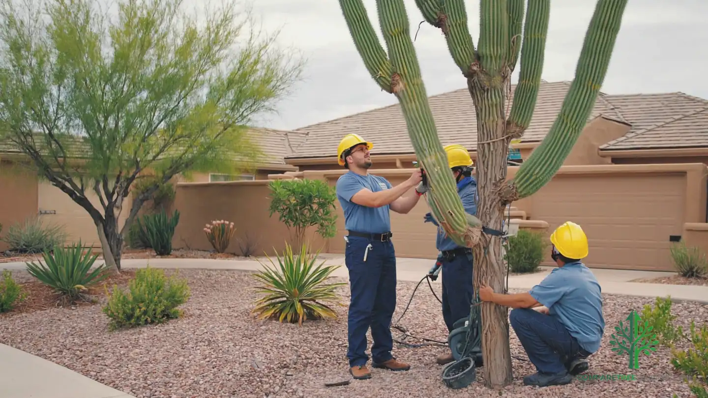 tree removal tucson az