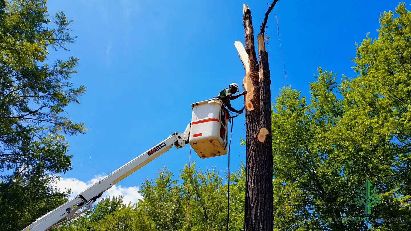 tree removal tyler
