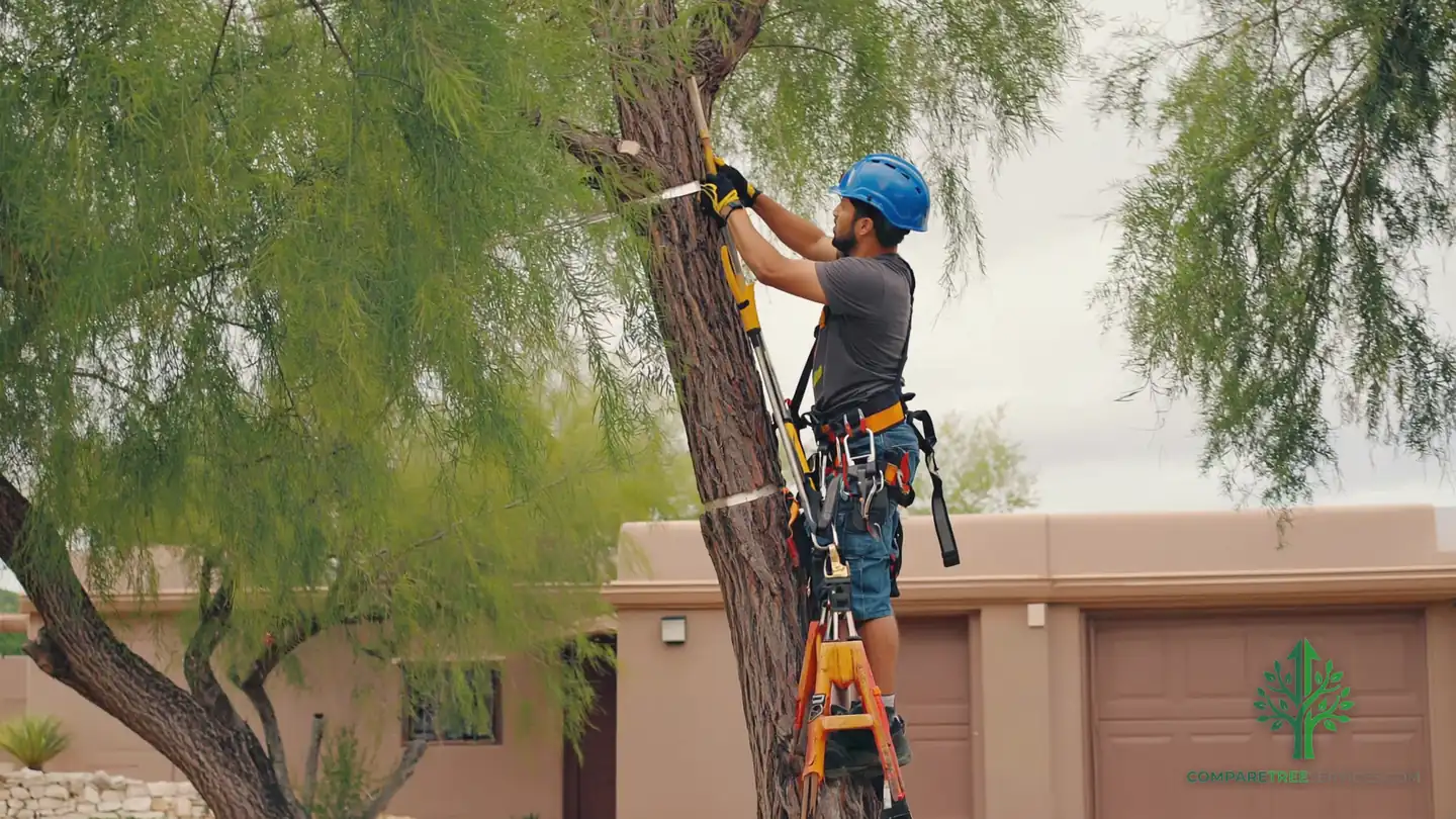 tree service lafayette la