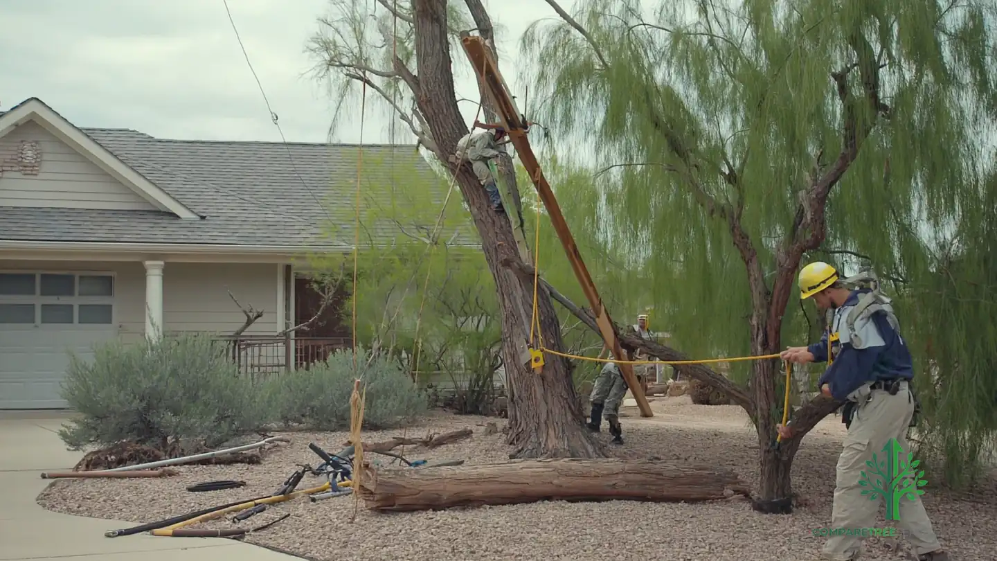 tree service mesa az