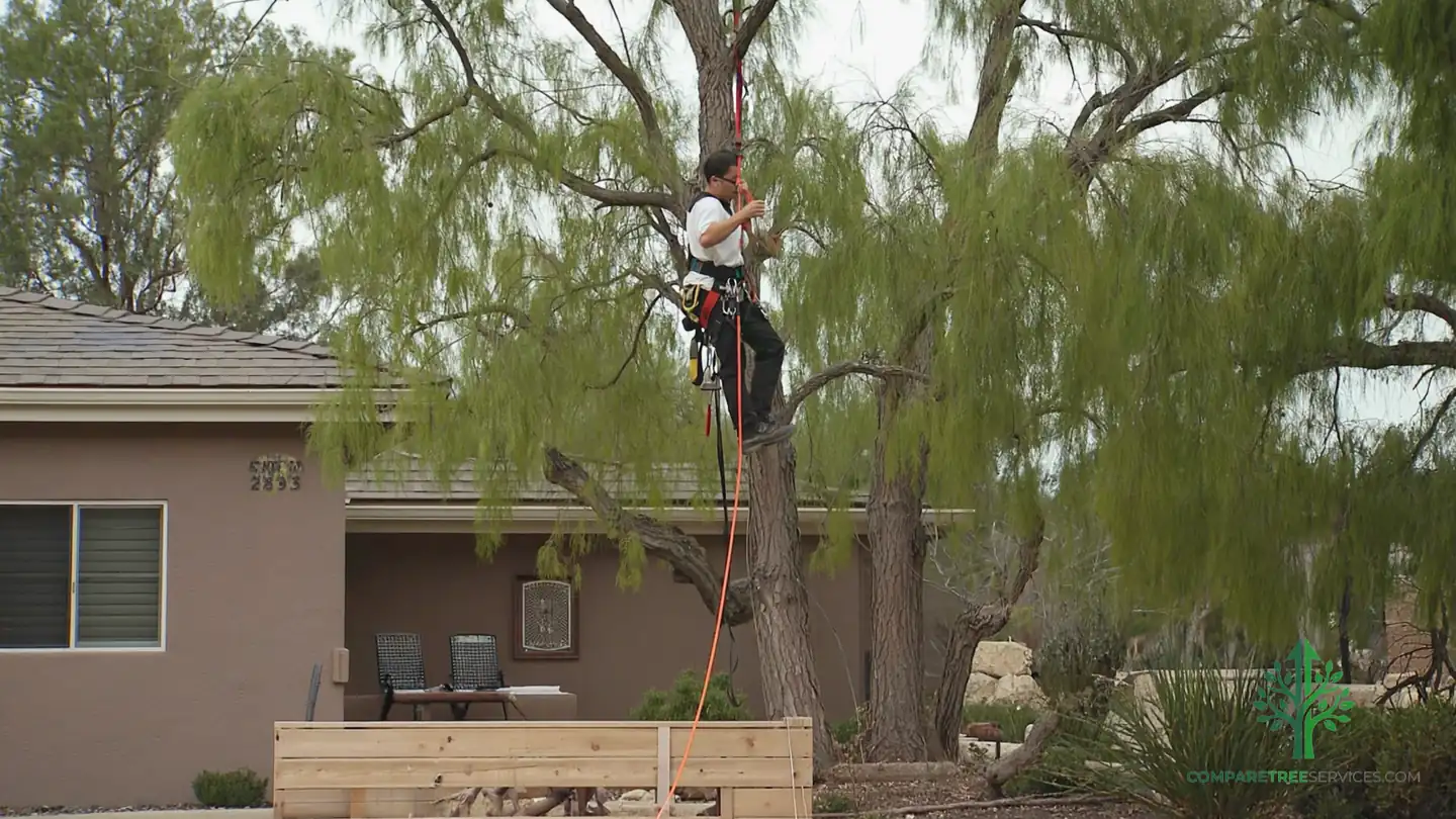tree service santa rosa ca