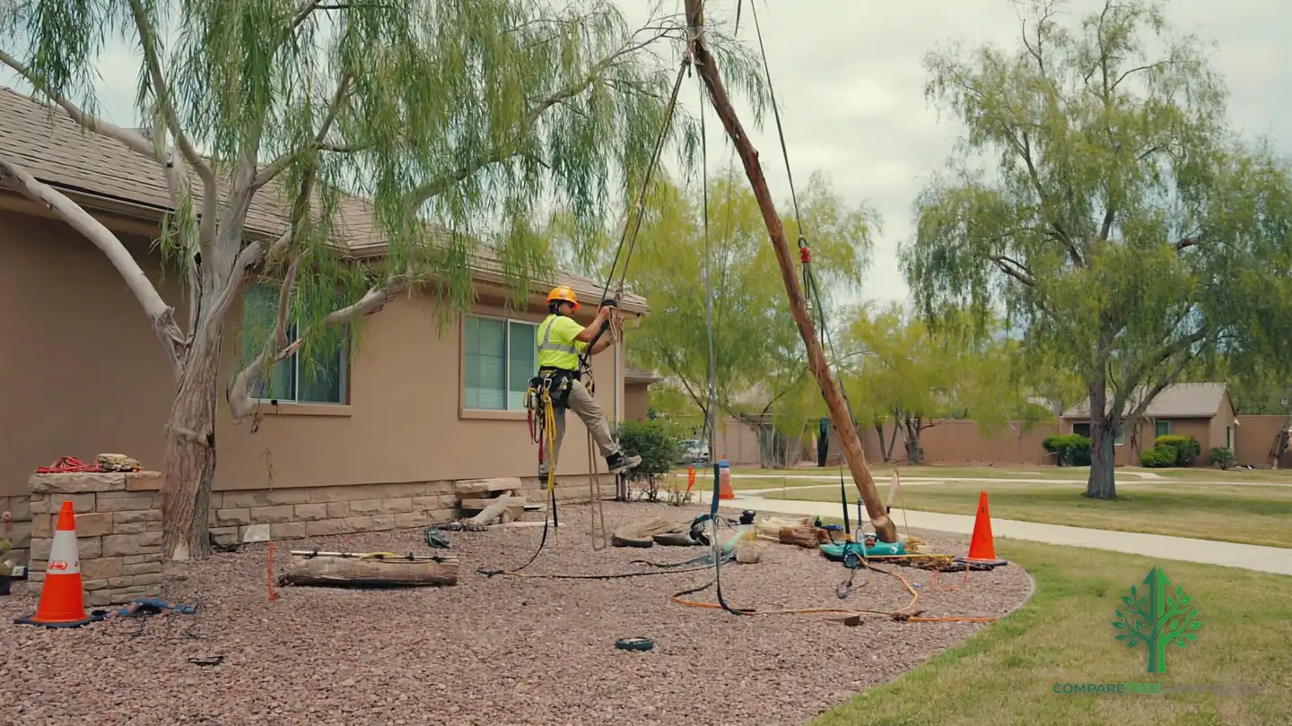 tree service