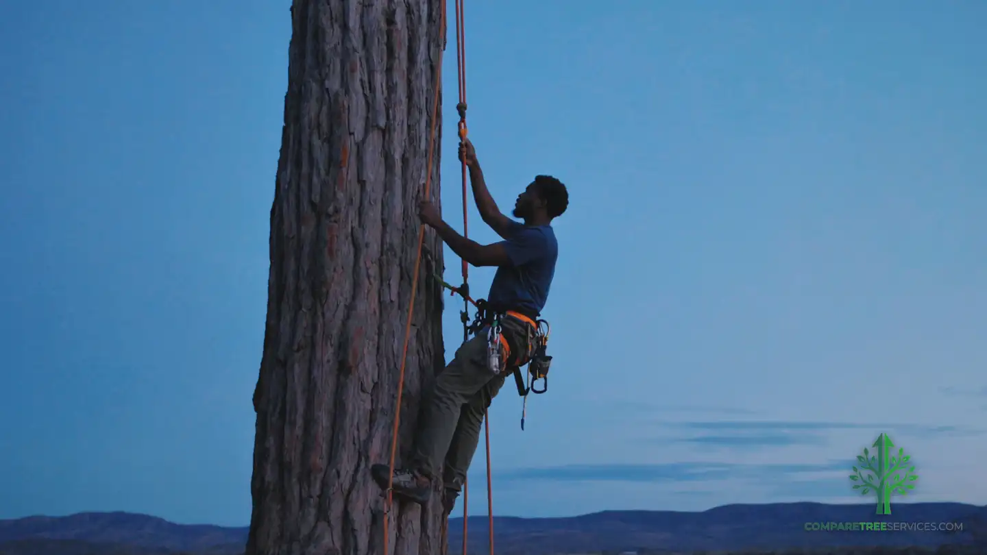 tree trimming fairfax va 1
