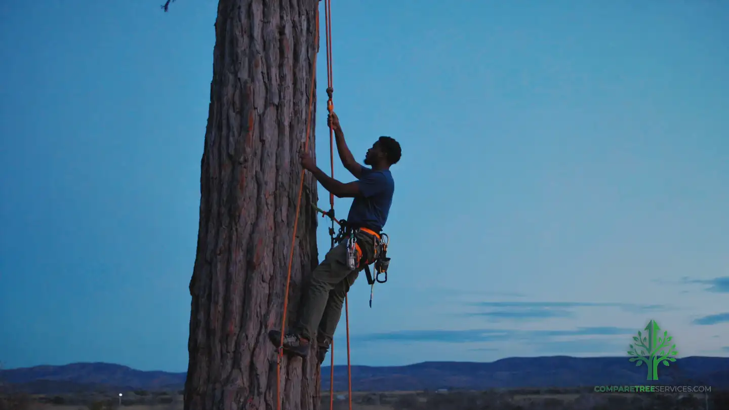 tree trimming newnan ga