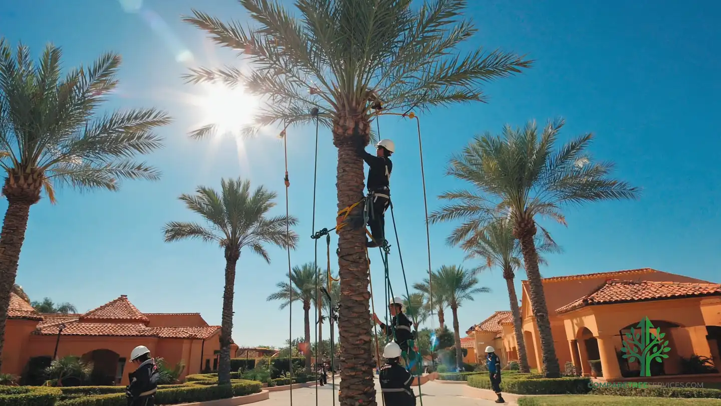 tree trimming ocala fl