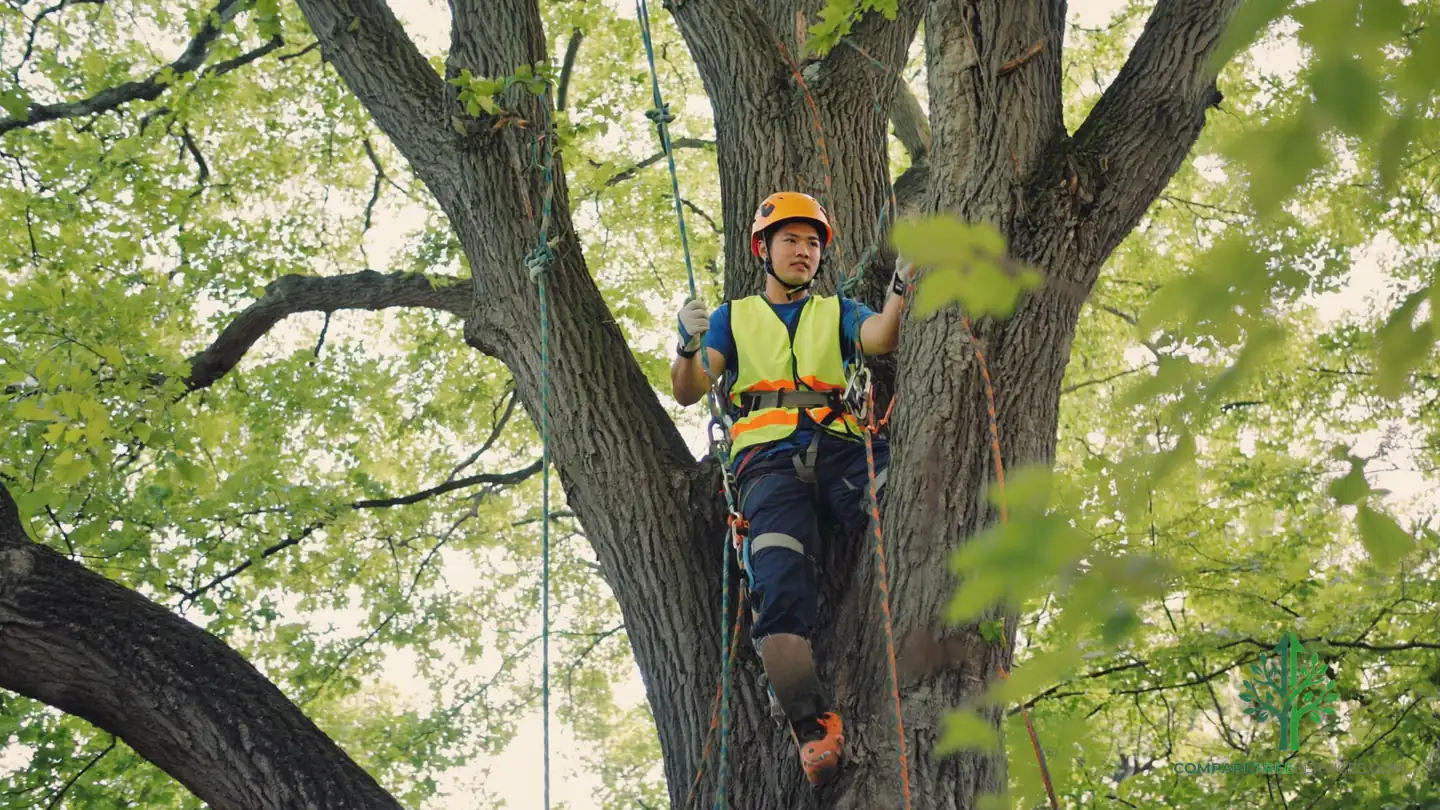 tree trimming peoria il
